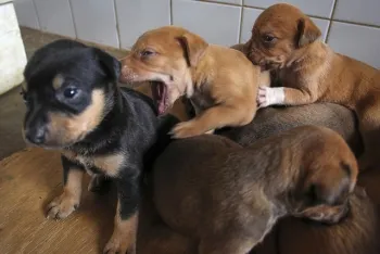 O equipamento fortalece as políticas de bem-estar animal em Cajazeiras.