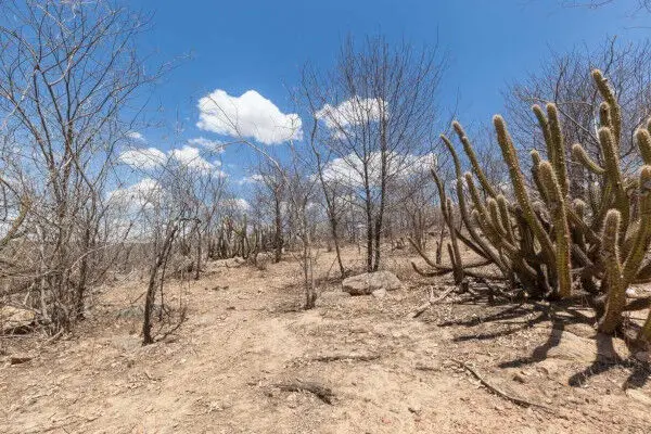 BNDES e BNB lançam edital de R$ 60 milhões para recuperar Caatinga e Paraíba tem 204 áreas degradadas|Foto: Reprodução