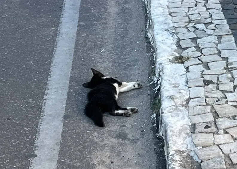 Gatinho morre atropelado na Avenida Presidente João Pessoa, em Cajazeiras-PB|Foto: Tribuna10