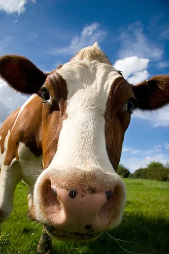 Repercute: vaca enfurecida ataca e mata mulher, no sertão da Paraíba