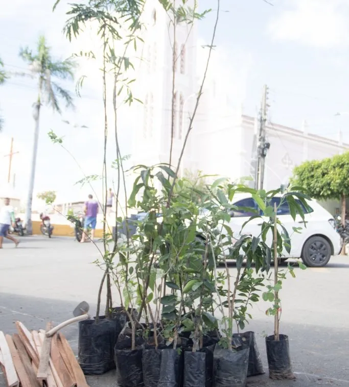 Prefeitura realiza mais uma etapa do programa Arboriza Triunfo|Foto: Assessoria