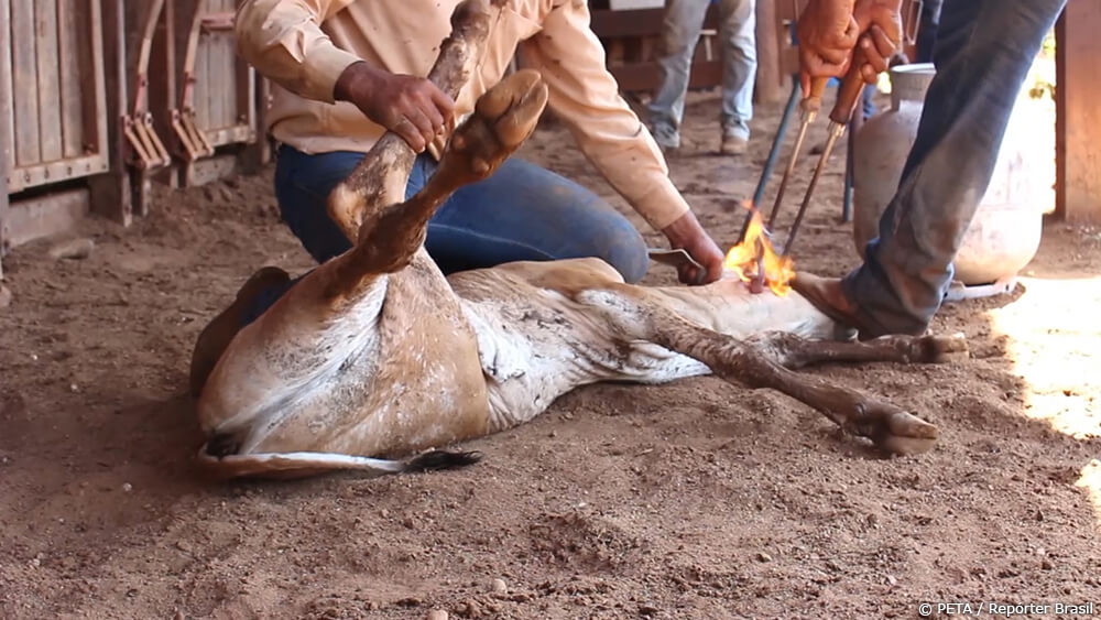 Bezerro sendo arrastado para ser ferrado (foto: arquivo) 