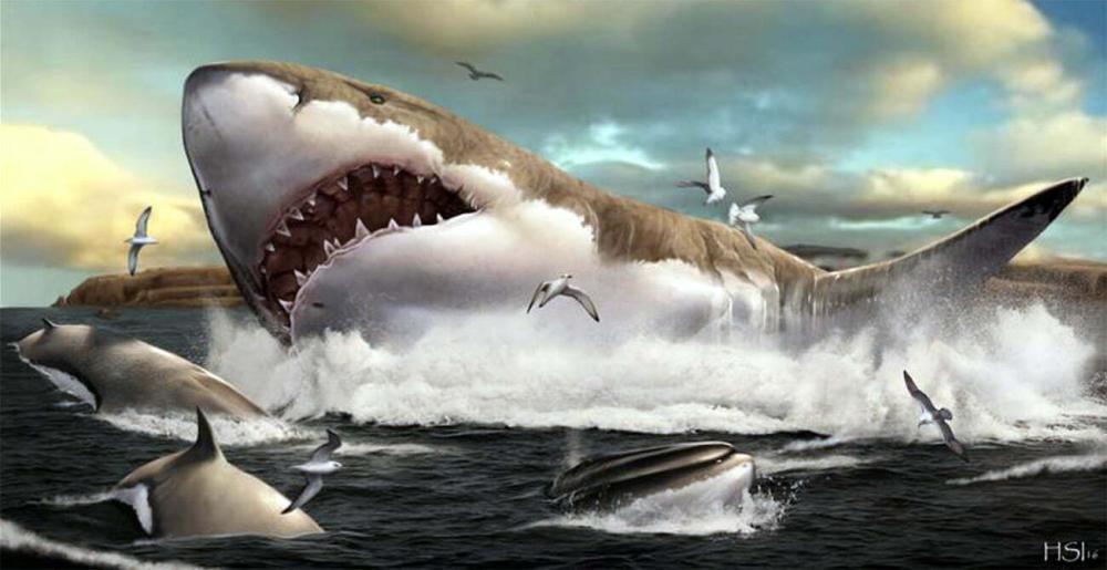 Tubarão atacou surfista em Recife (foto: ilustrativa) 
