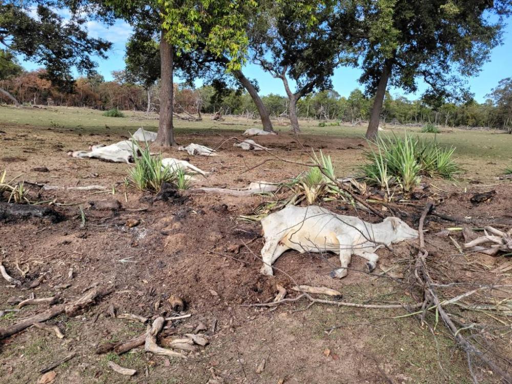  92 produtores rurais de 18 diferentes cidades de Mato Grosso do Sul relataram mortes de bois e vacas por causa do frio