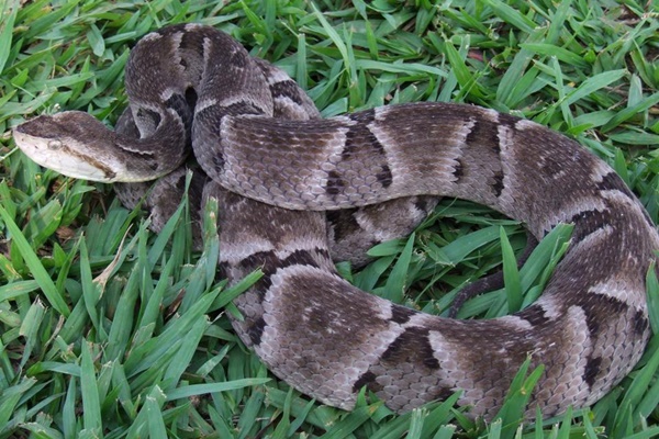 Cobra Jararaca 