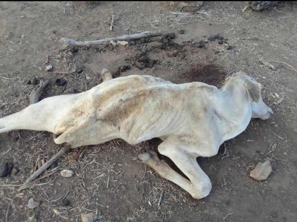 Moradores denunciam os maltratos de animais em Cachoeira dos Índios 