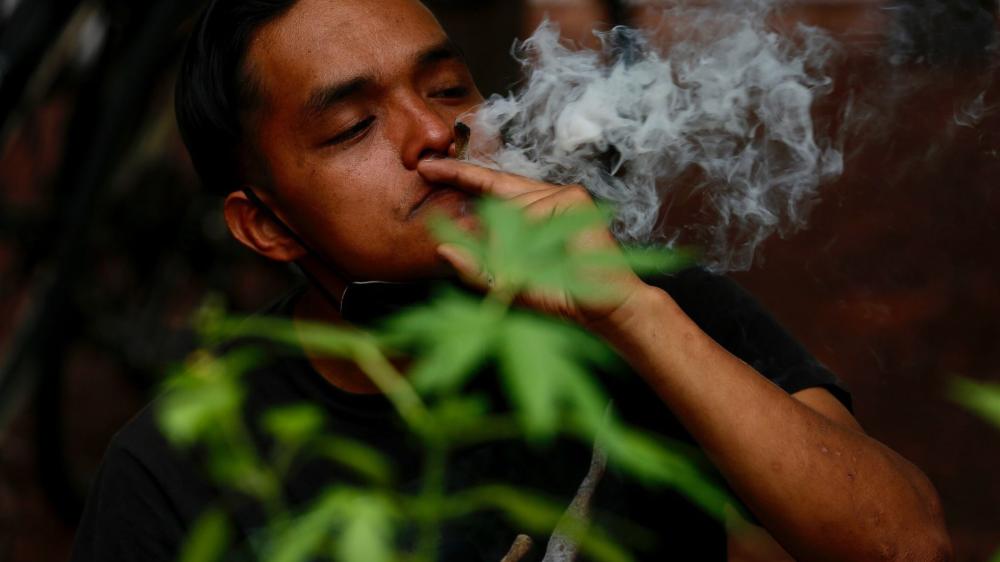 A planta pode ser utilizada para o tratamento de patologias como insônia, depressão, inflamações, doenças reumáticas, epilepsia, glaucoma, Alzheimer, Mal de Parkinson e esclerose múltipla, entre outras.