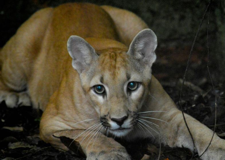 Eles disseram que passavam por um local, denominado de, cruzeiro de Pedro Anacleto, e avistam o animal saindo debaixo de uma loca de uma pedra gigante (imagem ilustrativa) 