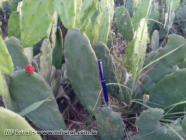  Prefeitura de Bonito de Santa Fé distribui raquetes de palma com produtores do município