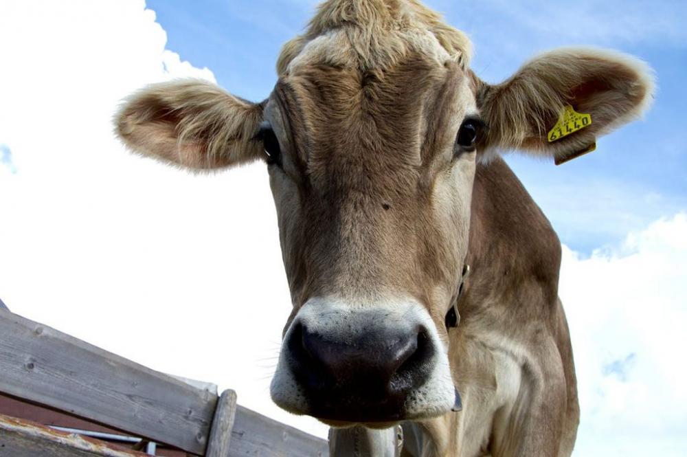 Criminosos mataram o animal e levaram paret da carne. Foto: ilustrativa 