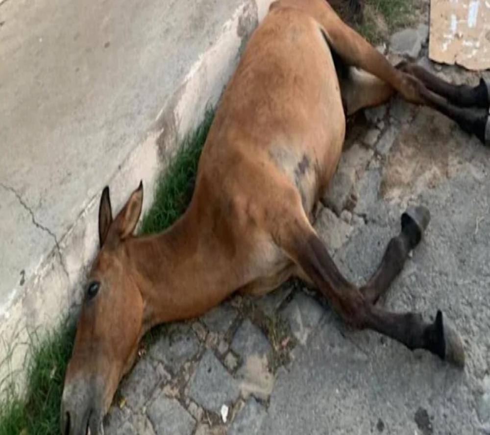 Animal foi morto a pancadas de enxada, pá e chicotadas 