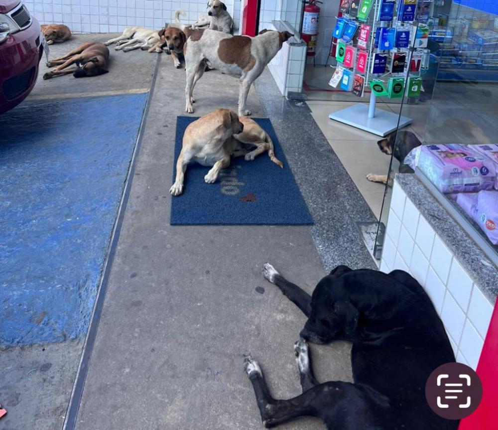 Cães entram em farmácias de cajazeiras para amenizar o calor