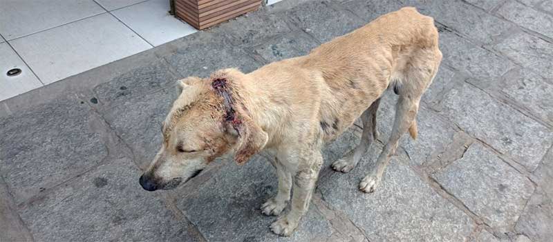 Criadores relaram que os cachorros  estão atacando e matando animais  bovinos, caprinos, ovinos e de outras espécie doméstica (FOTO: Ilustrativa) 