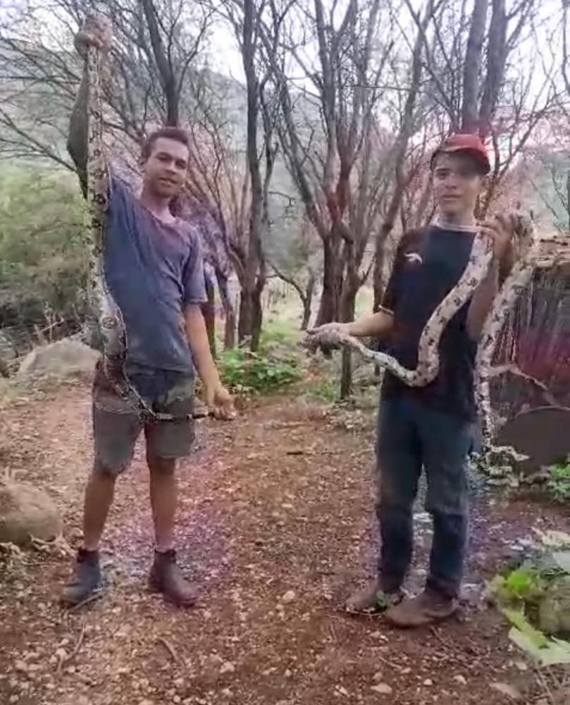 Uma das serpentres mede 2,5 metros 