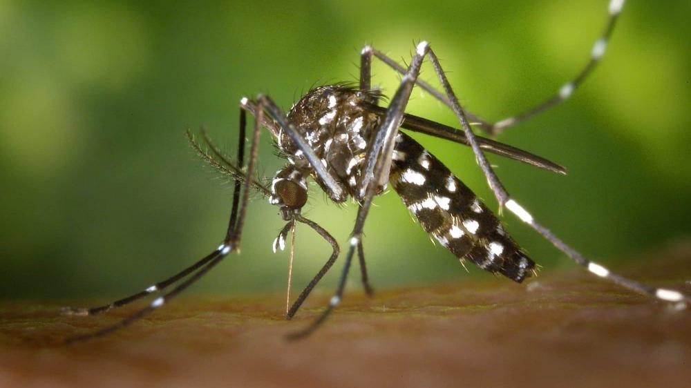 Brasil já tem 391 mortes por dengue em 2024, diz Ministério da Saúde