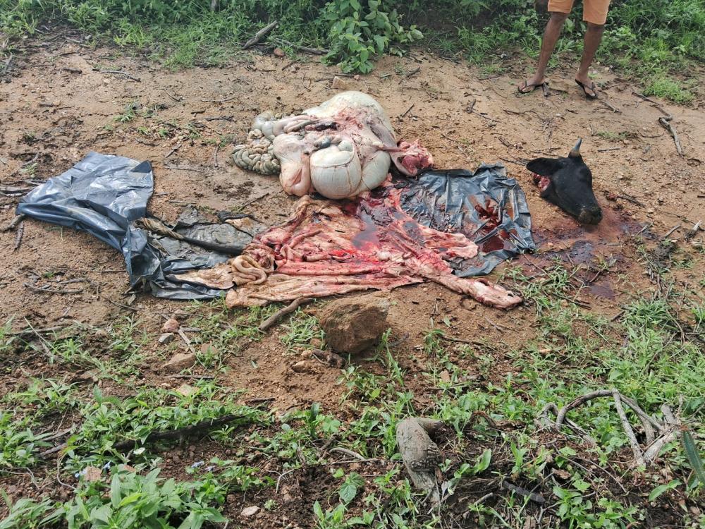 Bandidos matam boi em propriedade e levam a carne, em Santa Helena 