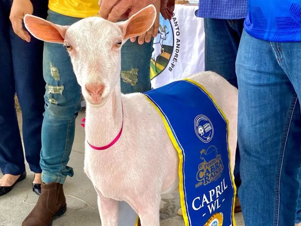 Governo do Estado promove fampress para a Festa da Cabra Rainha, em Santo André 