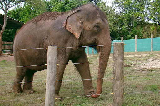 Lady, a elefanta que morou no Parque Zoobotânico Arrada Câmara,