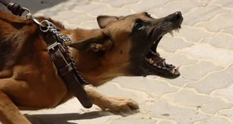 Saúde inicia preparativos para Campanha de Vacinação contra Raiva Animal na Paraíba