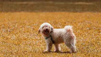 Projeto de lei que eleva multa mínima em caso de abusos ou maus-tratos envolvendo animais avança na Câmara (Pexels)