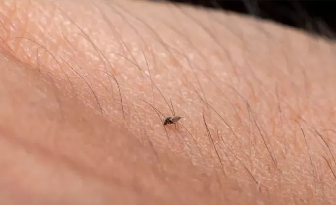 Paraíba confirma primeiros casos de febre oropouche; doença é transmitida pelo maruim