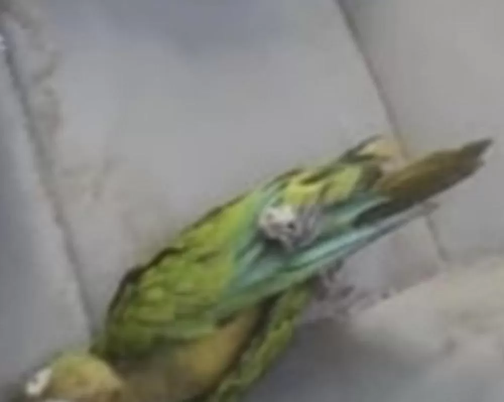 Papagaio é visto morto em banco de carro após acidente que vitimou uma pessoa na rodovia que liga Cajazeiras a São José de Piranhas