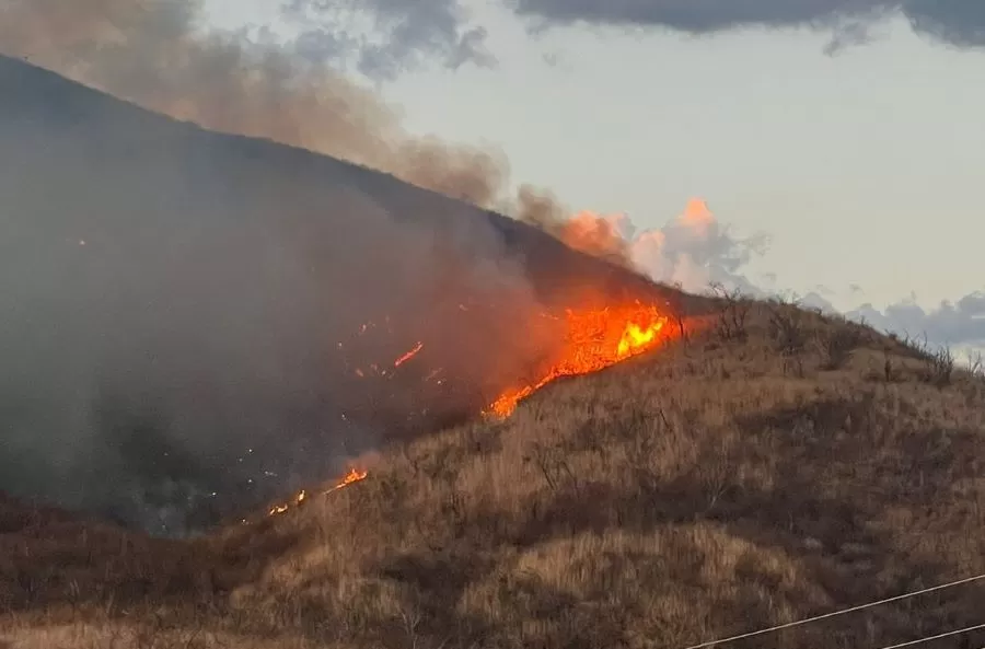 Incêndio florestal (Foto: Divulgação)