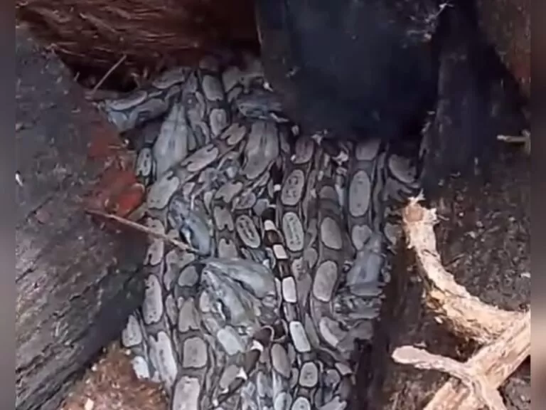 Ninho de cobras em Cajazeiras (Foto: Reprodução/Redes sociais)
