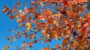 Outono começa com temperaturas mais amenas e chuvas dentro do esperado, na Paraíba