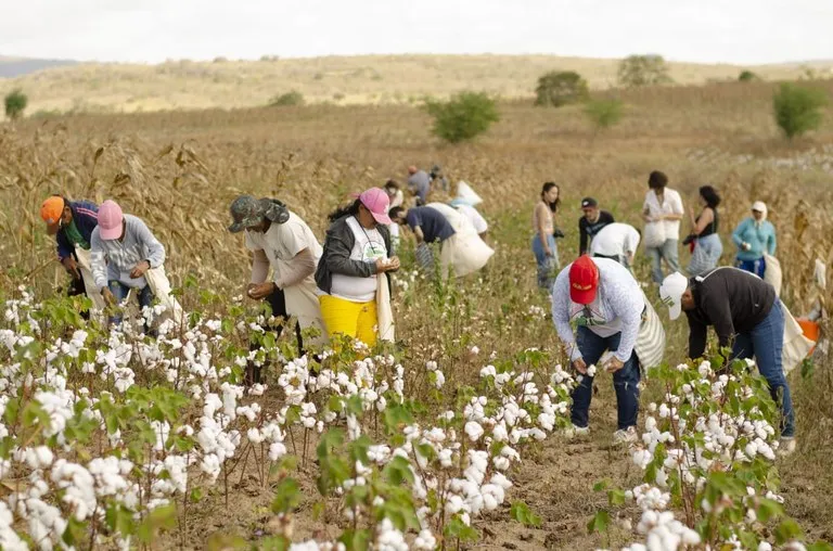Governo da Paraíba impulsiona cultivo do algodão orgânico e agricultores comemoram resultados