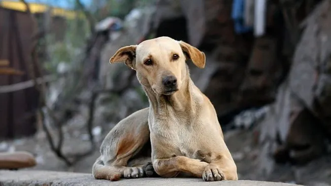 A medida, além de contribuir para o bem estar dos animais, ajuda no controle da reprodução e melhora a segurança das pessoas nas vias públicas da cidade