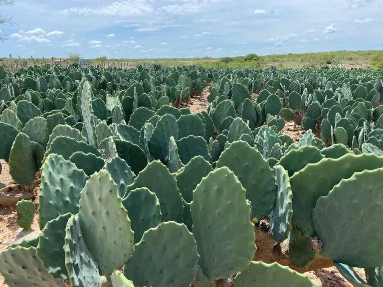 Governo da Paraíba integra programação do 2º Agropalma, em Boa Vista