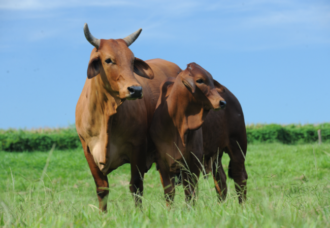 Cadastro Bovino (Foto: Divulgação)