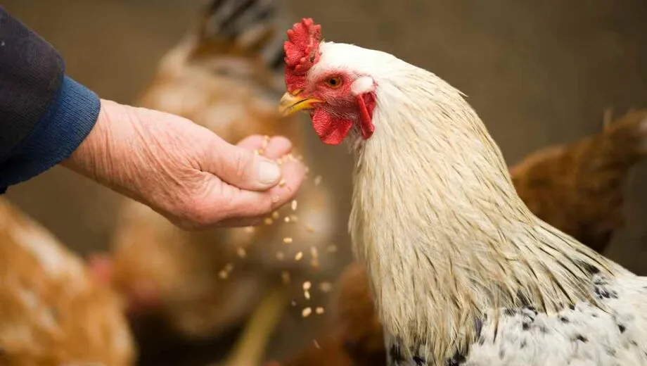 O ministro da Agricultura e Pecuária, Carlos Fávaro, decretou estado de emergência zoossanitária por 60 dias