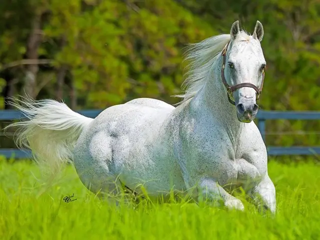 Número de cavalos mortos por ração contaminada sobe para 284, diz governo