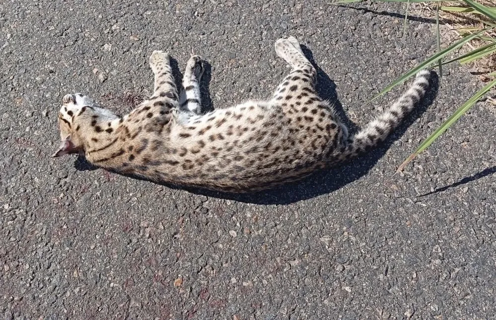 Nesta sexta-feira (25), jaguatirica é encontrada morta às margens da BR-230, em Cajazeiras