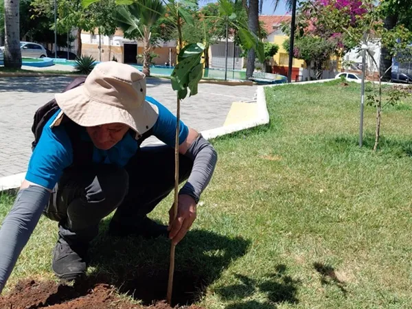 Secretaria de Meio Ambiente realiza plantio de mudas de árvores em praças|Foto: Assessoria