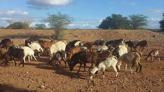 II Expo Agro Sertão promete movimentar São João do Rio do Peixe com programação diversificada