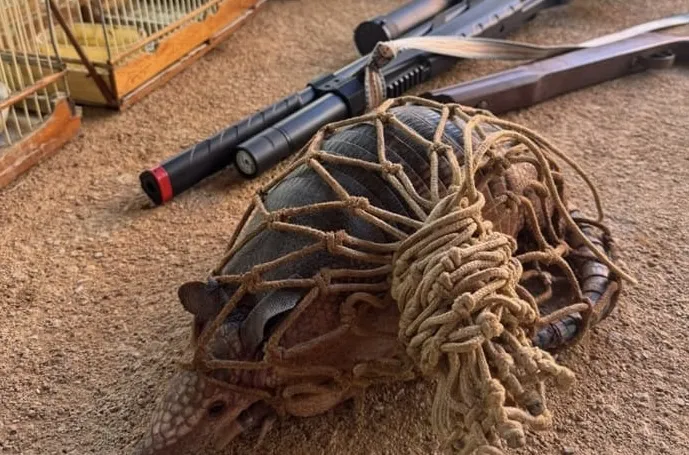 Mais de 50 animais silvestres são libertados após operação no Sertão paraibano