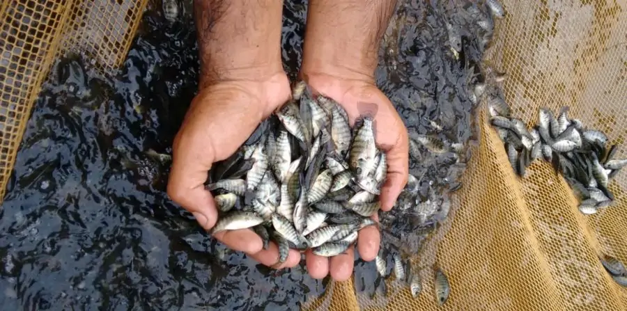Sedap-PB distribui 1,5 milhão de alevinos para peixamento de açudes neste mês de outubro; alguns municípios do Sertão estão incluídos