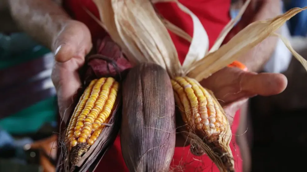O Garantia-Safra é destinado a agricultores familiares que registraram perdas iguais ou superiores a 40% da produção