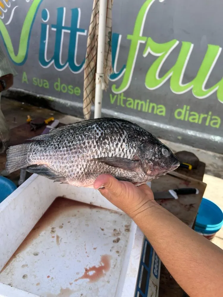 O KG da Tilápia custa R$ 22 