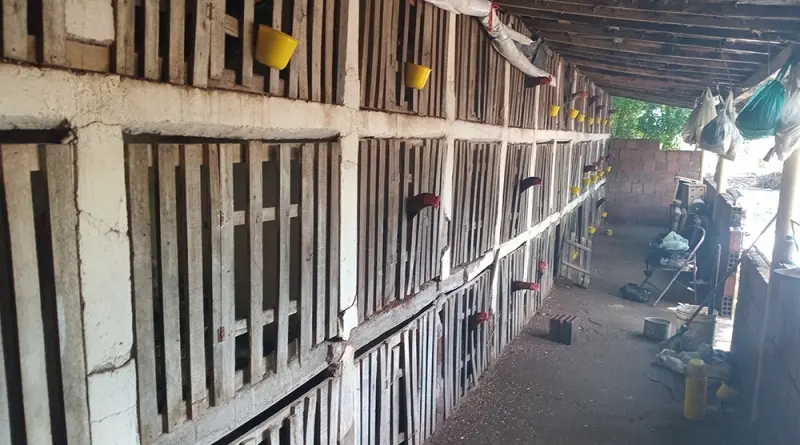 Polícia acaba com rinha de galos e resgata 64 animais|Foto: Polícia Militar/Divulgação