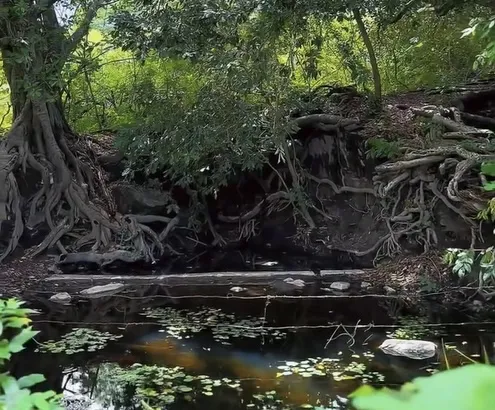 Prefeitura de Triunfo anuncia criação de Parque de Preservação Permanente na Fonte de Gamelas|Foto: Divulgação